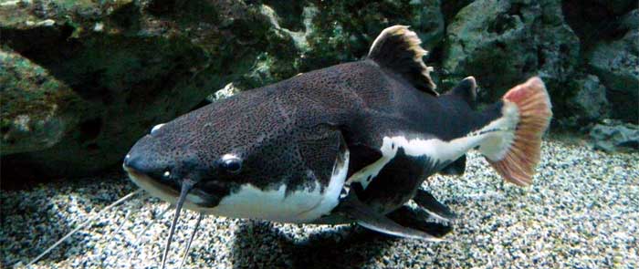 Cumberland House Natural History Museum