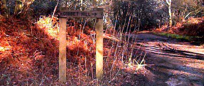 Gibbet Hill Nature Trail