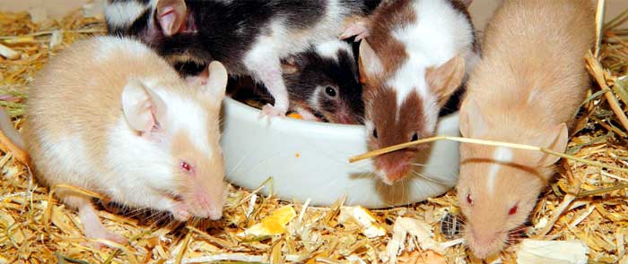 New Forest Nature Quest