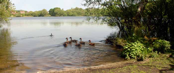 Petersfield Heath and Lake