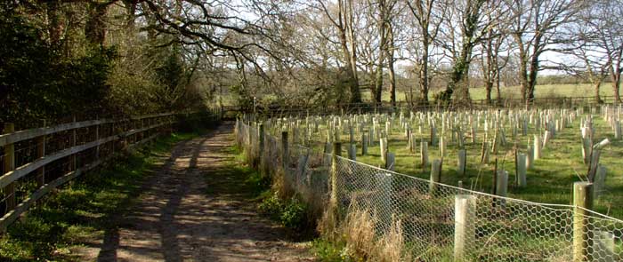 Routs Copse