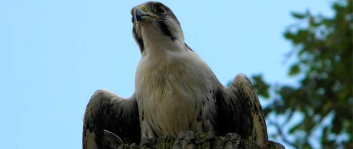 The Sussex Falconry Centre
