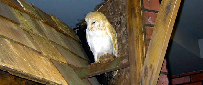 Willis Museum and Art Gallery