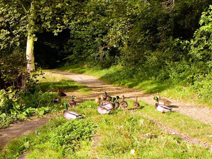 Ducks at Lordsdale Greenway